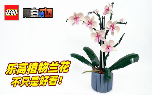 【黑白】乐高植物10311兰花,不只是好看！